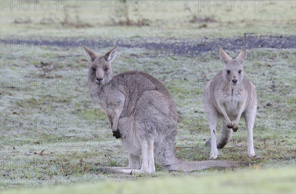 Eastern grey kangaroo