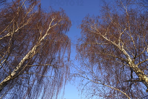 Trees