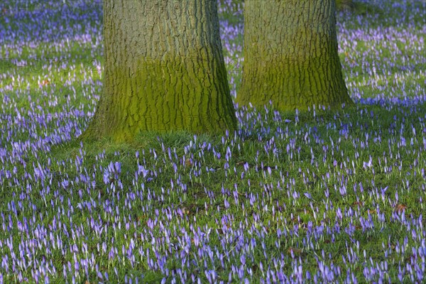 Crocus and Tree in the Spring