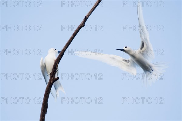 White terns