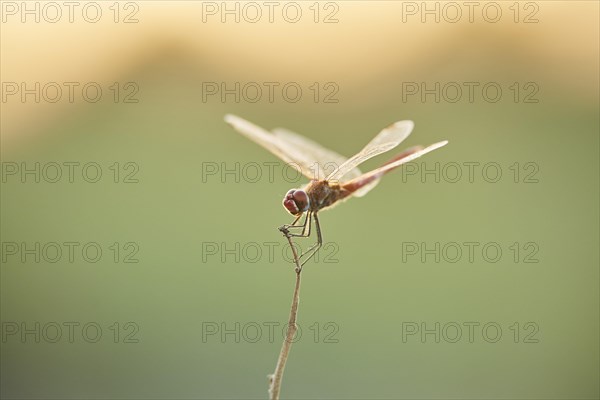 Red-veined darter