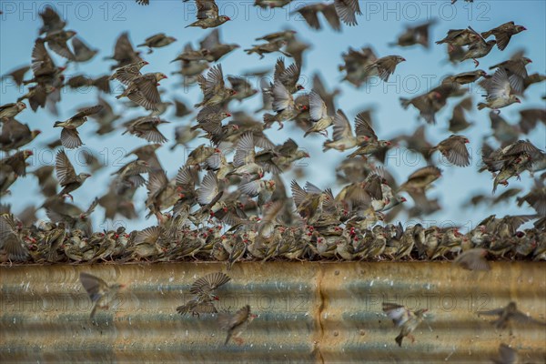 A mega flock of red-billed quelea