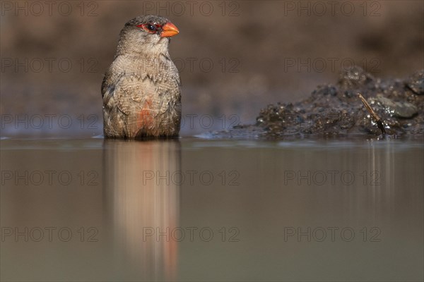 Common waxbill