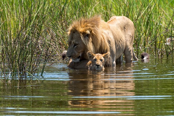 Lion