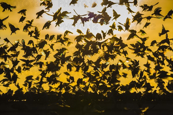 A mega flock of red-billed quelea