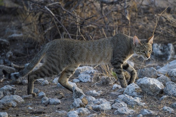 African wildcat
