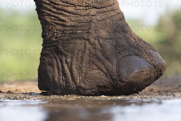 African elephant