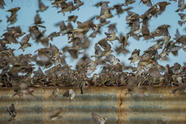 A mega flock of red-billed quelea