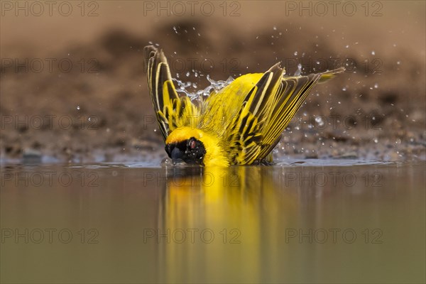 Southern masked weaver