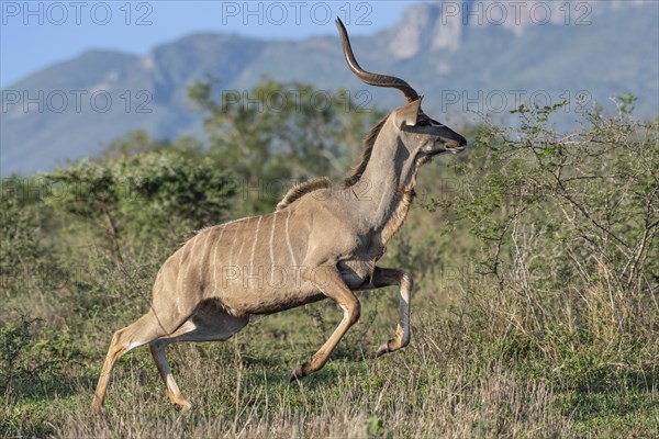 Zambezi greater kudu