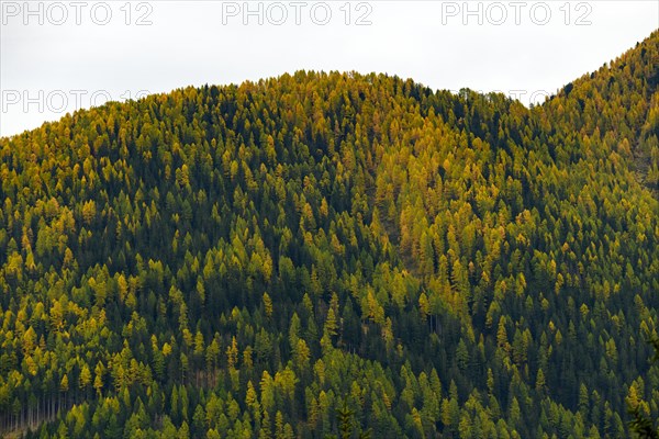 Autumn larch