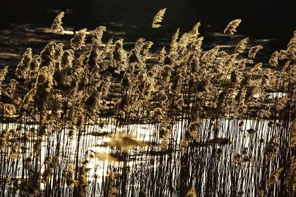 Grasses in the sunlight