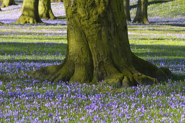 Crocus and Tree in the Spring