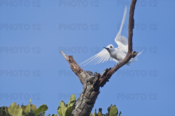 White tern