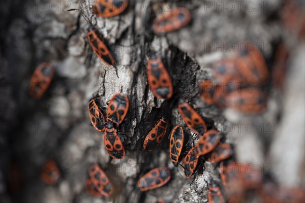 Fire bugs