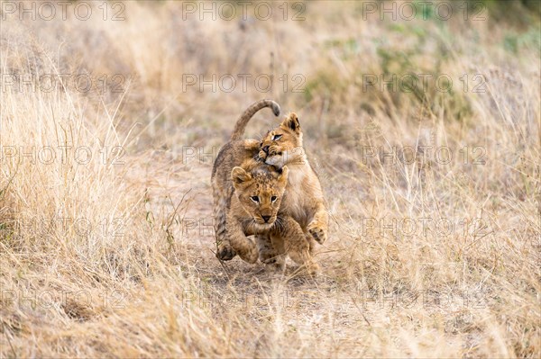 Lion