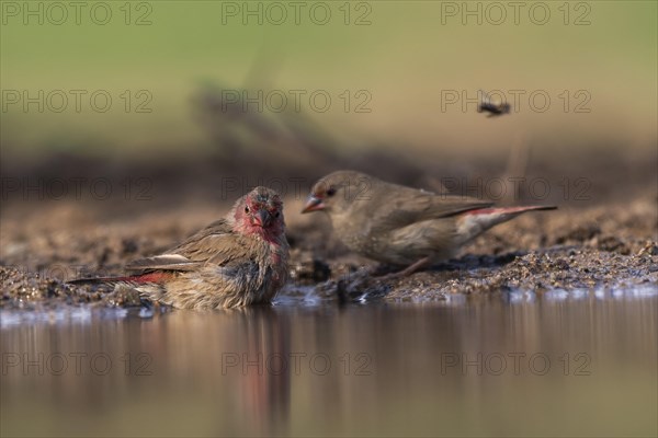 Red-billed firefinch