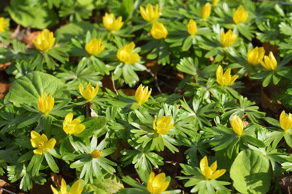 Winteraconite in the Spring