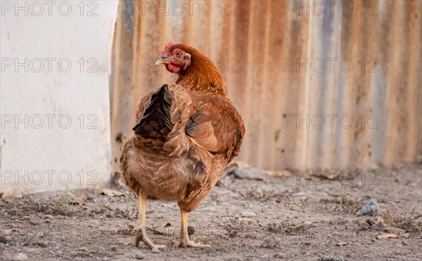 Domestic hen