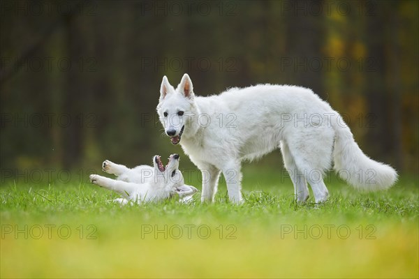 White Swiss Shepherd Dog