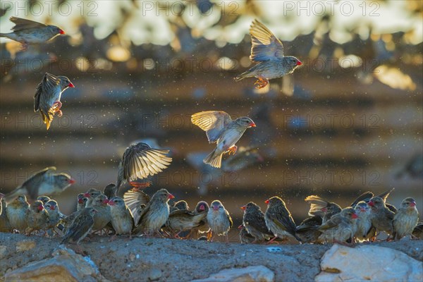 A mega flock of red-billed quelea