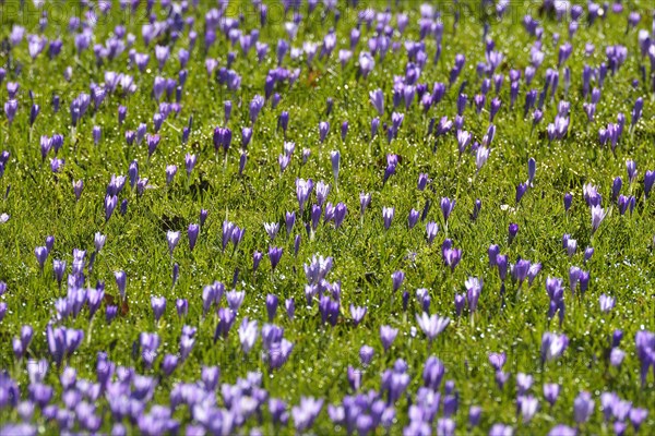 Crocus in the Spring