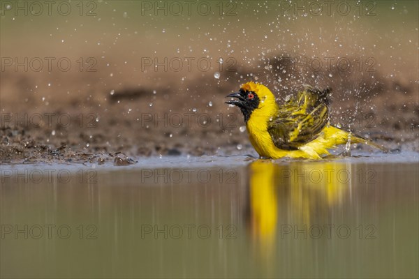 Southern masked weaver