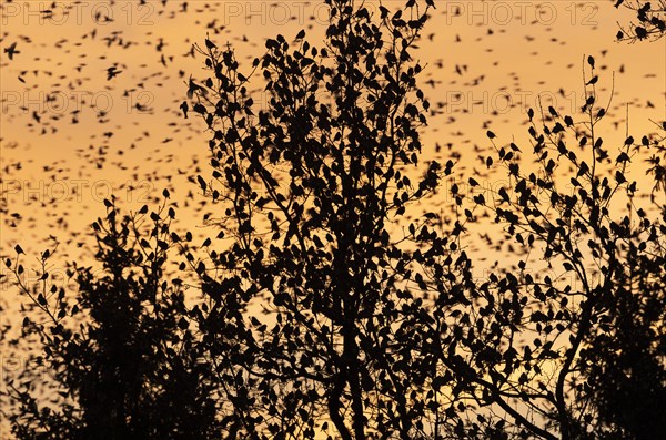 Brambling
