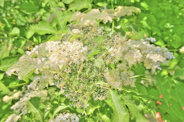 Elder