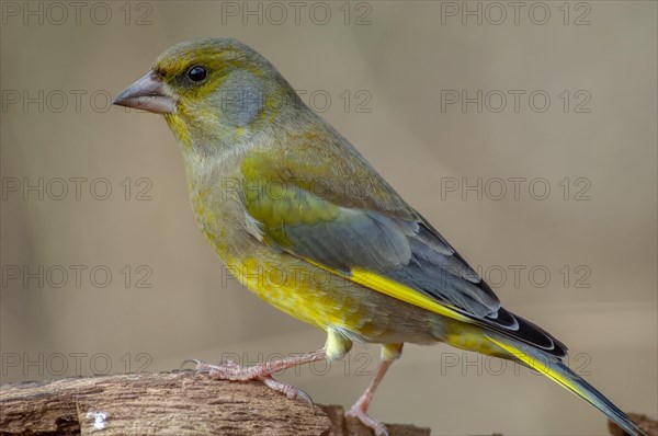 Greenfinch