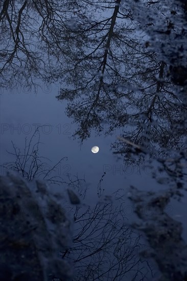 Trees and moon reflected in the water