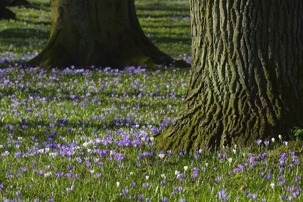 Crocus and Tree in the Spring