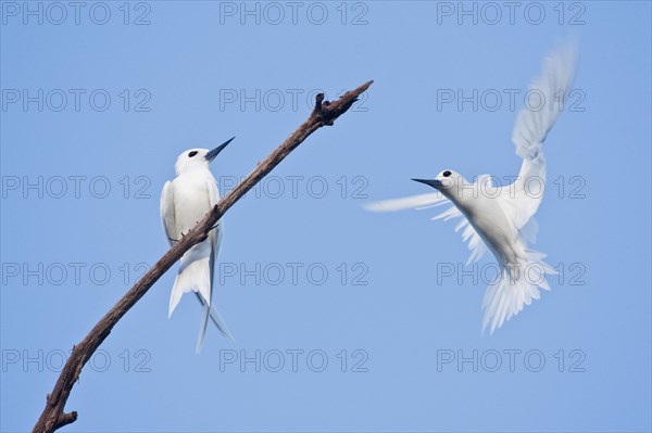 White terns