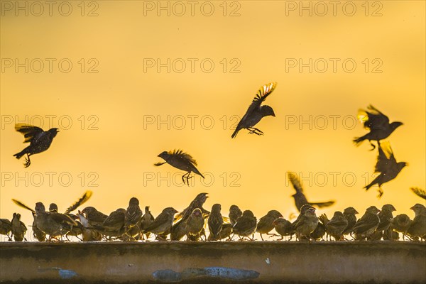 A mega flock of red-billed quelea