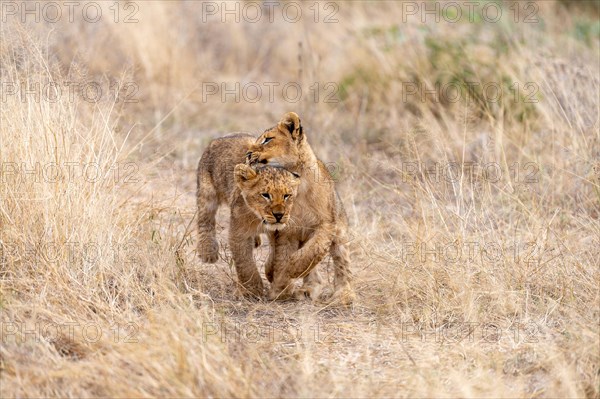 Lion