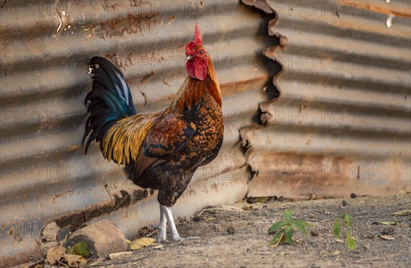 Beautiful rooster in the yard