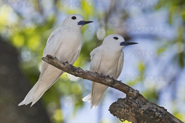 White terns