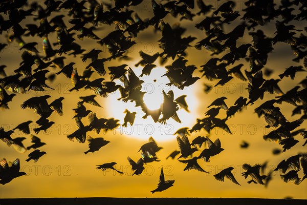 A mega flock of red-billed quelea