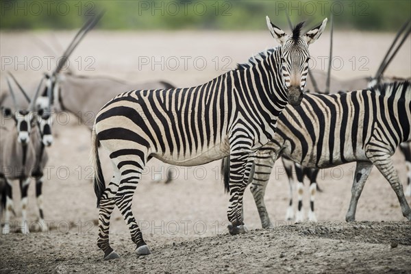Hartmann's mountain zebra