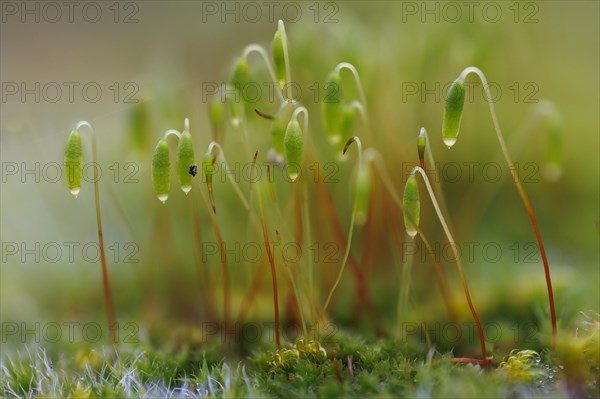 Polytrichaceae