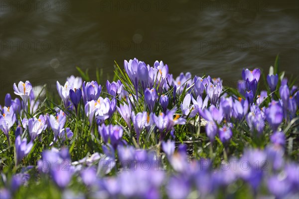 Crocus in the Spring