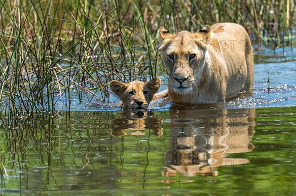 Lion