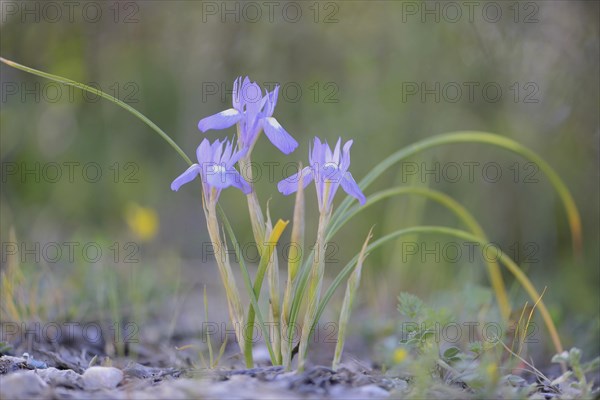 Moraea sisyrinchium
