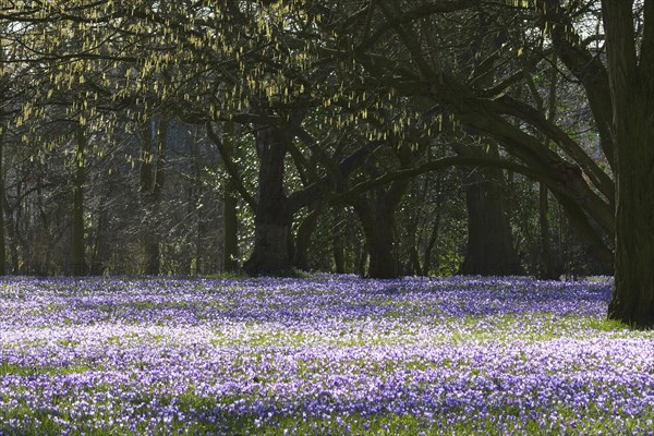 Crocus and Tree in the Spring