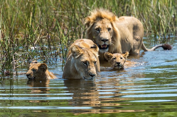 Lion