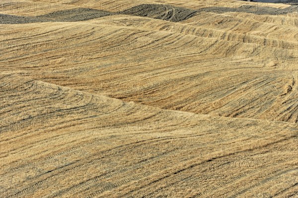 Harvested wheat field