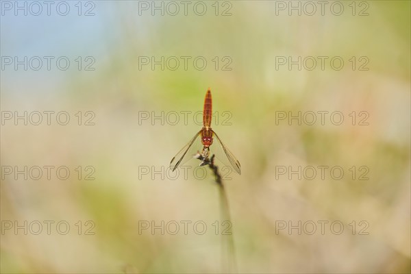 Red-veined darter