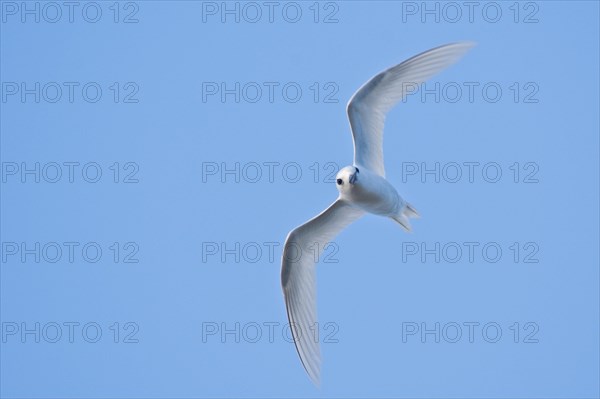 White tern