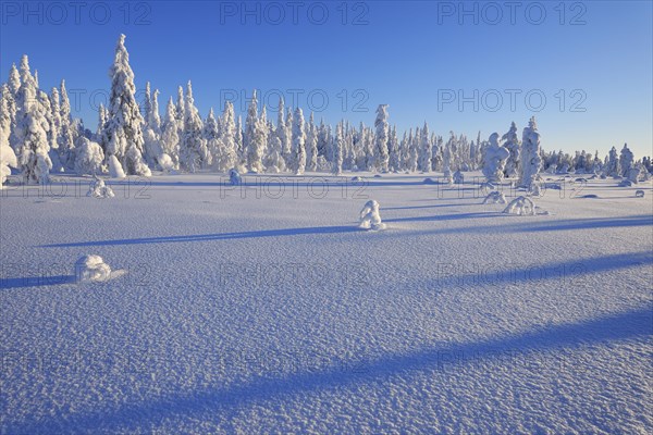 Snow covered winter landscape