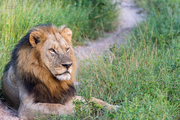 Lion